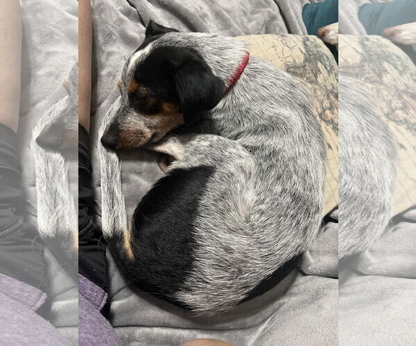 Medium Photo #1 Mutt Puppy For Sale in Garden City, NY, USA