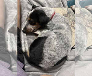 Mutt Dogs for adoption in Garden City, NY, USA