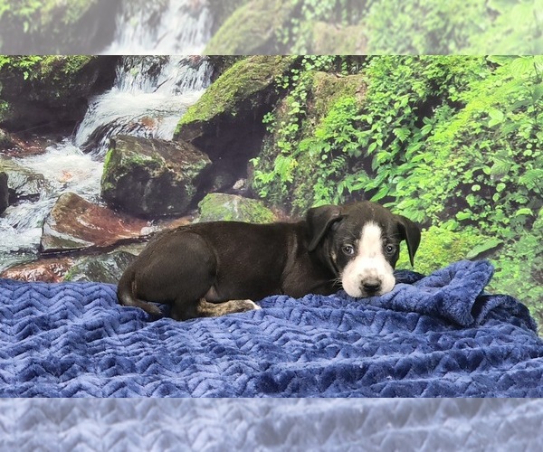 Medium Photo #21 Catahoula Leopard Dog Puppy For Sale in CUMBY, TX, USA