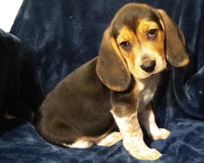 Beagle Puppy for sale in SPOKANE, WA, USA