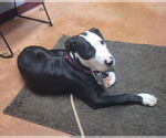 Small #4 American Pit Bull Terrier Mix