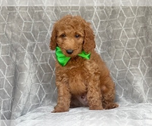 Goldendoodle-Poodle (Miniature) Mix Puppy for sale in LAKELAND, FL, USA