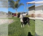 Small Photo #1 Boxer Puppy For Sale in TURLOCK, CA, USA