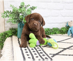 Small #1 Labrador Retriever