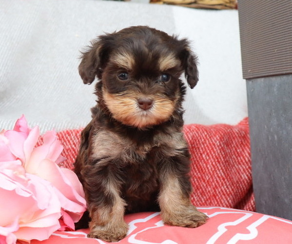 Medium Photo #3 Cavapoo Puppy For Sale in THORP, WI, USA