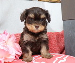 Small #2 Cavapoo
