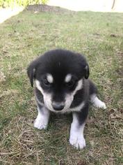Labrador Retriever-Siberian Husky Mix Puppy for sale in ELYSIAN, MN, USA