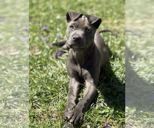 Medium Photo #1 Mutt Puppy For Sale in Fenton, MO, USA