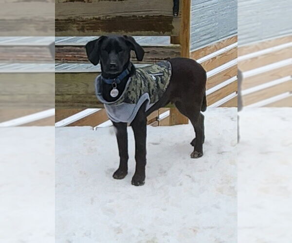 Medium Photo #3 Colonial Cocker Spaniel-Unknown Mix Puppy For Sale in Boston, MA, USA