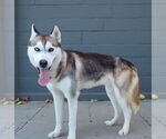 Small #1 Siberian Husky