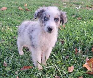 Aussiedoodle Puppy for Sale in LEWISBURG, Kentucky USA