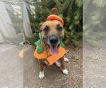 Small #3 American Pit Bull Terrier Mix