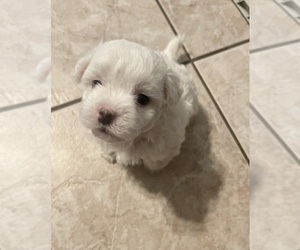 Maltipoo Puppy for sale in GLENDALE, AZ, USA