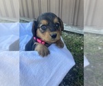 Puppy Willow Beagle-Cardigan Welsh Corgi Mix