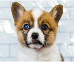 Small Photo #15 Cardigan Welsh Corgi Puppy For Sale in WAKARUSA, IN, USA