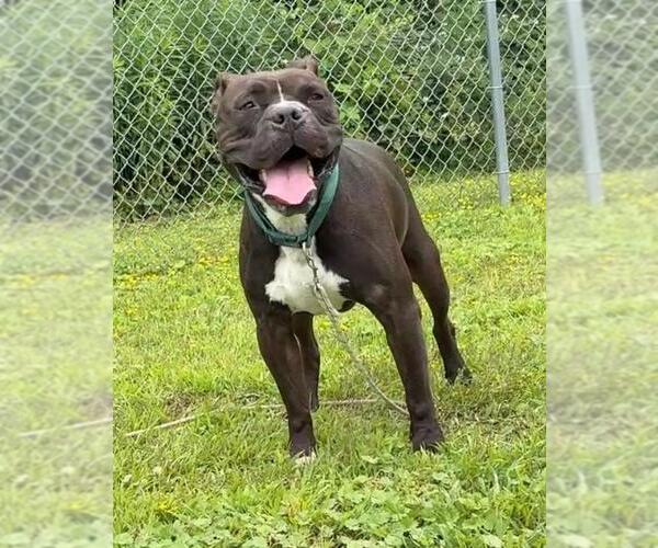 Medium Photo #5 American Bulldog-Unknown Mix Puppy For Sale in Virginia Beach, VA, USA