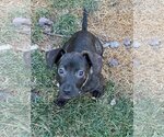 Small Photo #1 Dachshund-Unknown Mix Puppy For Sale in Overland Park, KS, USA