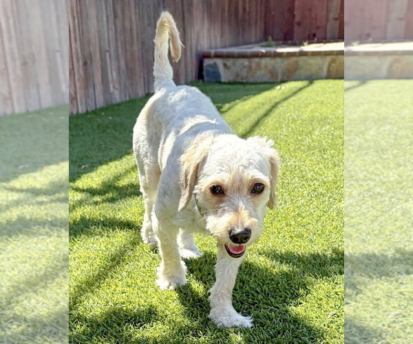 Medium Photo #4 Maltese Puppy For Sale in Corona, CA, USA