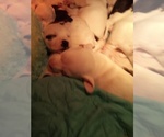 Small Photo #65 American Pit Bull Terrier-Labrador Retriever Mix Puppy For Sale in MOORESBORO, NC, USA