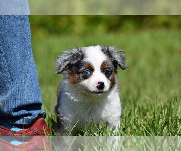 Medium Photo #7 Miniature Australian Shepherd Puppy For Sale in PALM COAST, FL, USA