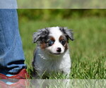 Small #6 Miniature Australian Shepherd
