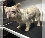 Small Photo #1 French Bulldog Puppy For Sale in SOUTH GATE, CA, USA