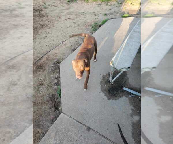 Medium Photo #4 American Staffordshire Terrier Puppy For Sale in Holly Springs, NC, USA