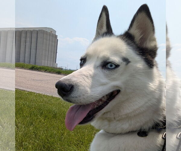 Medium Photo #3 Huskies -Unknown Mix Puppy For Sale in Fargo, ND, USA
