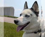 Small #2 Huskies  Mix