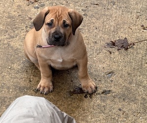 Boerboel Puppy for Sale in BOWIE, Maryland USA