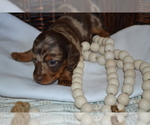 Puppy Sugar Dachshund
