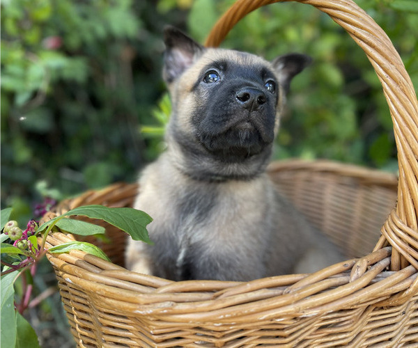 Medium Photo #11 Belgian Malinois Puppy For Sale in S CHARLESTON, WV, USA