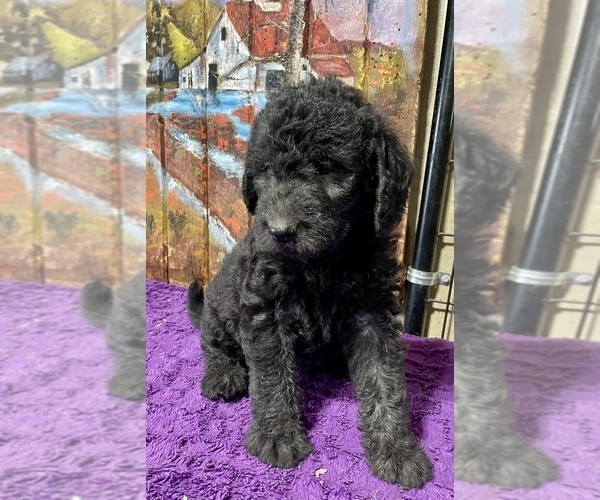 Medium Photo #18 Labradoodle Puppy For Sale in CRAIG, NE, USA