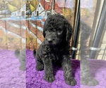 Puppy Holly Labradoodle
