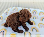 Small Photo #4 Miniature Bernedoodle Puppy For Sale in SPARTA, MO, USA