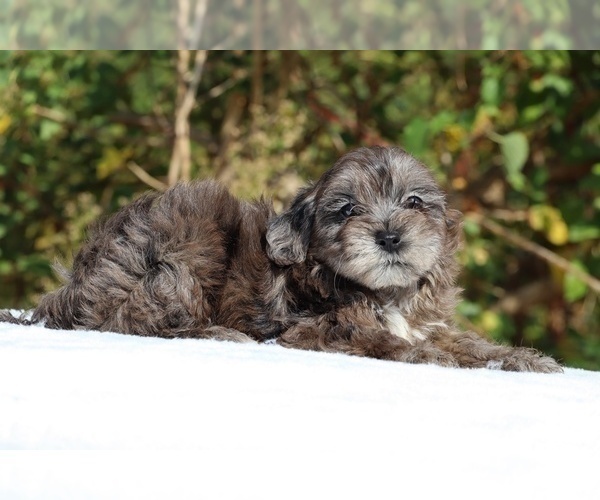 Medium Photo #4 ShihPoo Puppy For Sale in DYERSBURG, TN, USA