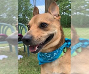 Peanut - Male Mutt Dog for Adoption - Photo #4