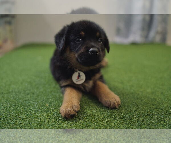 Medium Photo #4 German Shepherd Dog Puppy For Sale in West Sacramento, CA, USA
