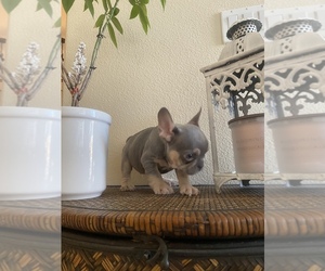 French Bulldog Puppy for sale in MOORPARK, CA, USA