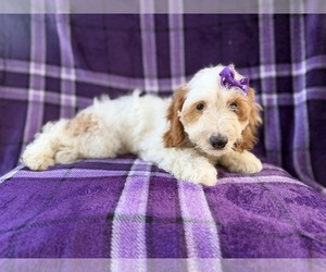 Cock-A-Poo Puppy for sale in LAKELAND, FL, USA