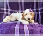 Image preview for Ad Listing. Nickname: Tara