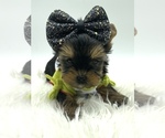 Small Photo #5 Yorkshire Terrier Puppy For Sale in CORAL SPRINGS, FL, USA