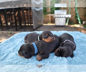 Doberman Pinscher Puppy for sale in MIAMI, FL, USA