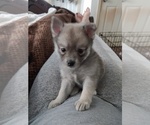 Small Photo #4 Pomsky Puppy For Sale in LOVELAND, CO, USA