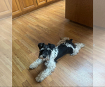 Small Photo #1 Schnauzer (Miniature) Puppy For Sale in MOUNTAIN HOME, AR, USA