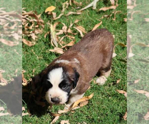 Medium Photo #4 Saint Bernard Puppy For Sale in TURLOCK, CA, USA