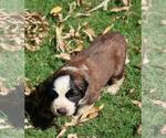 Small #3 Saint Bernard
