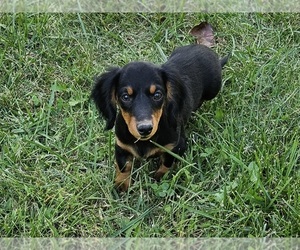 Dachshund Dog for Adoption in CLARK, Missouri USA