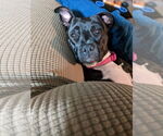 Small #38 American Pit Bull Terrier Mix