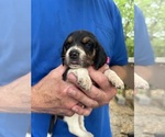 Puppy Puppy 1 Beagle